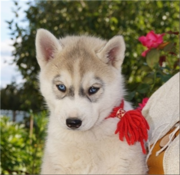 Шикарные щенки сибирский хаски -Предлагаются к продаже шикарные малыши